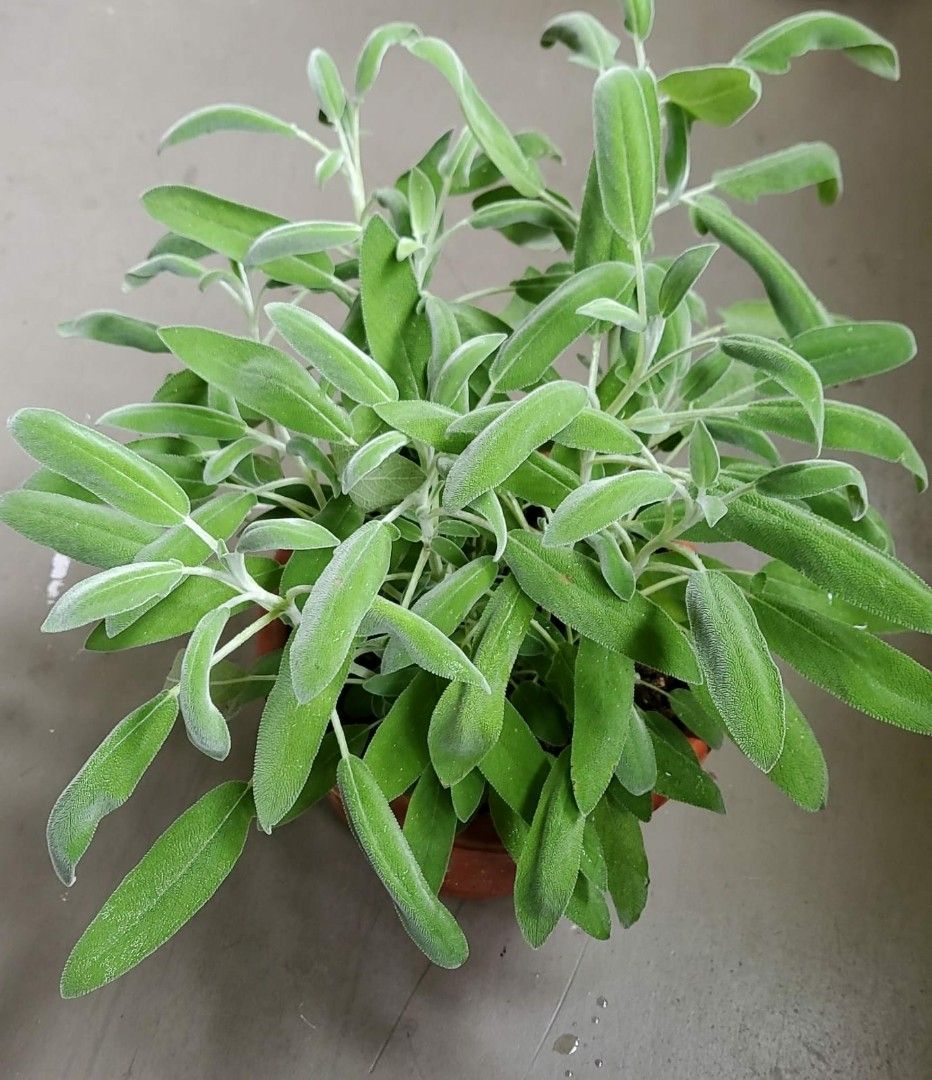 Salvia Officinalis Kitchen Sage True Tricolour Sage Herb, Furniture