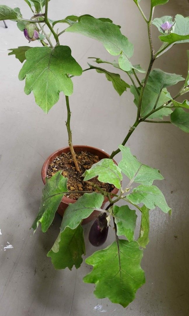 Solanum Melongena Eggplant Brinjal Aubergine Fruit Herbs Medicine Plant