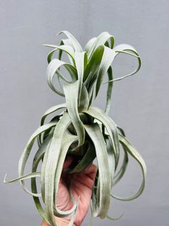 (Category: ) located in . Submitted by epiphytes (Listing ID 1212131315, Image 1). Description: .