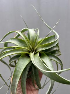 (Category: ) located in . Submitted by epiphytes (Listing ID 1212104993, Image 1). Description: .