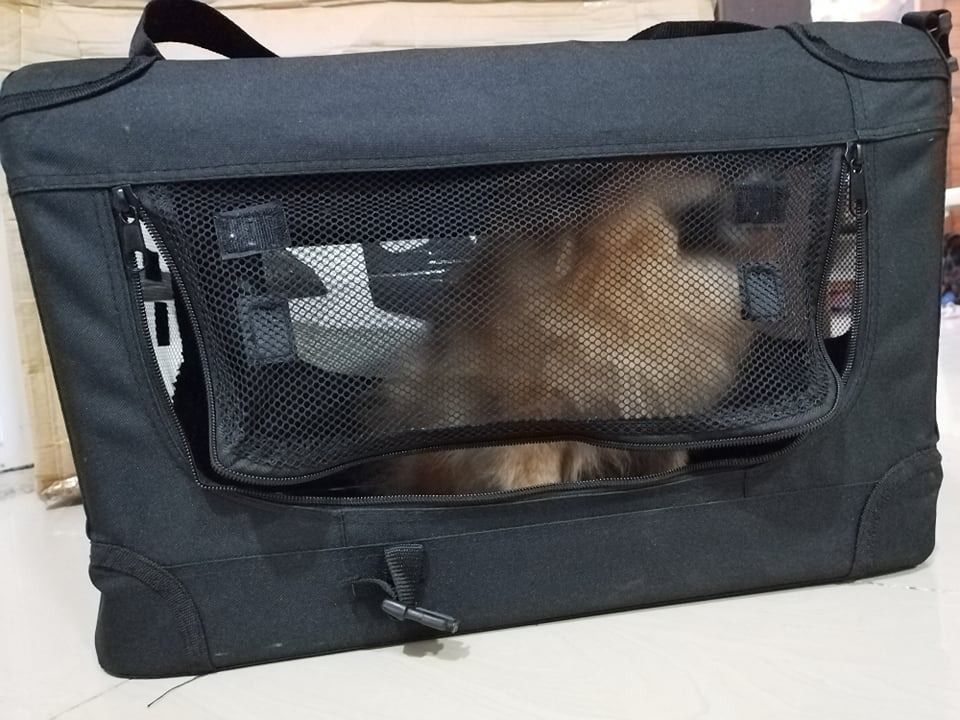 Anko Foldable Pet Carrier, Pet Supplies, Homes & Other Pet Accessories