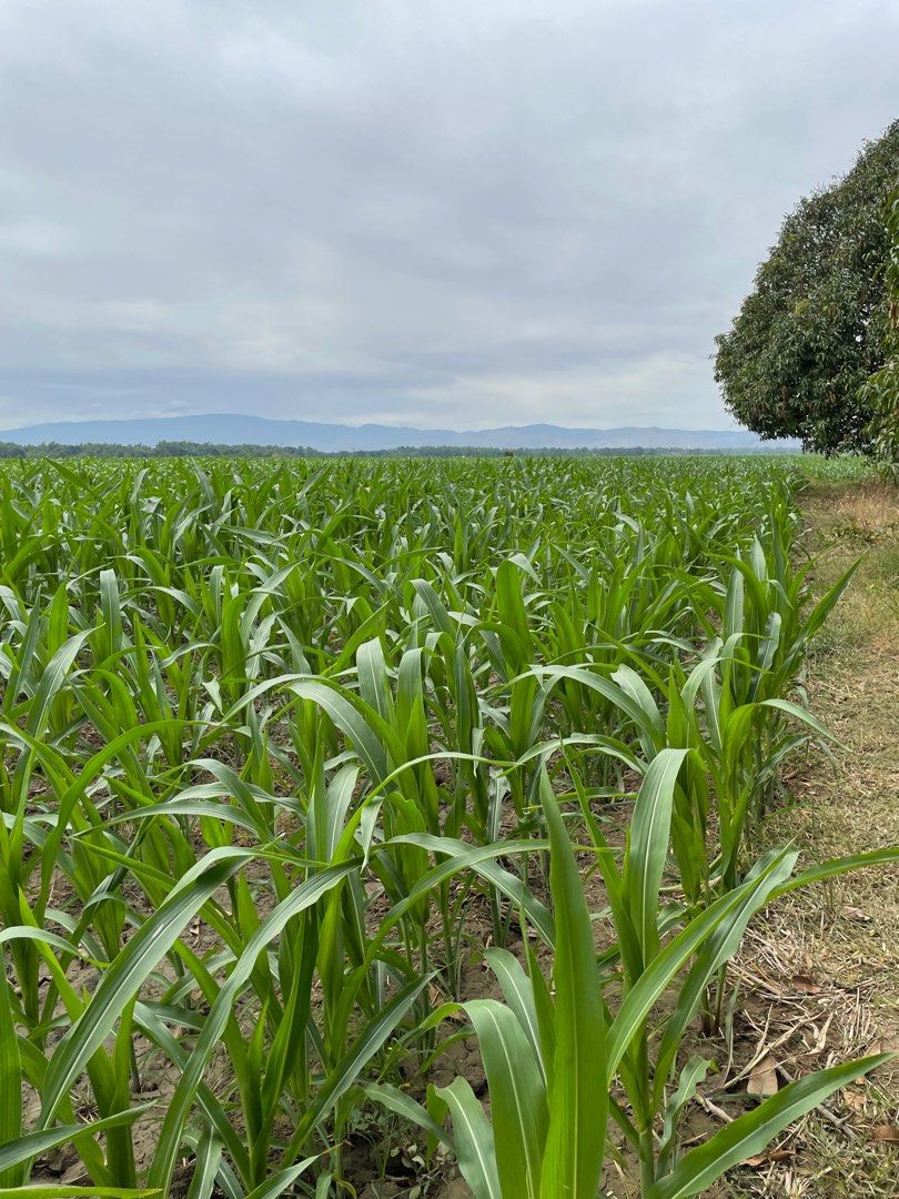 Farm lot in San Carlos Pangasinan, Property, For Sale, Lot on Carousell