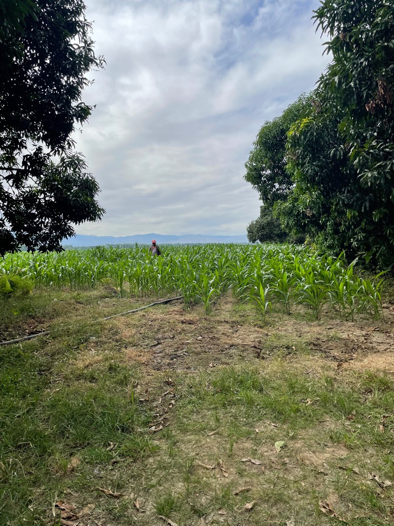 Farm lot in San Carlos Pangasinan, Property, For Sale, Lot on Carousell