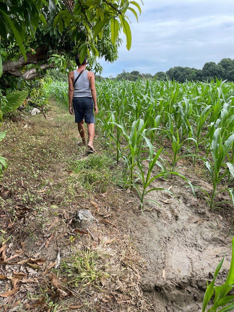 Farm lot in San Carlos Pangasinan, Property, For Sale, Lot on Carousell