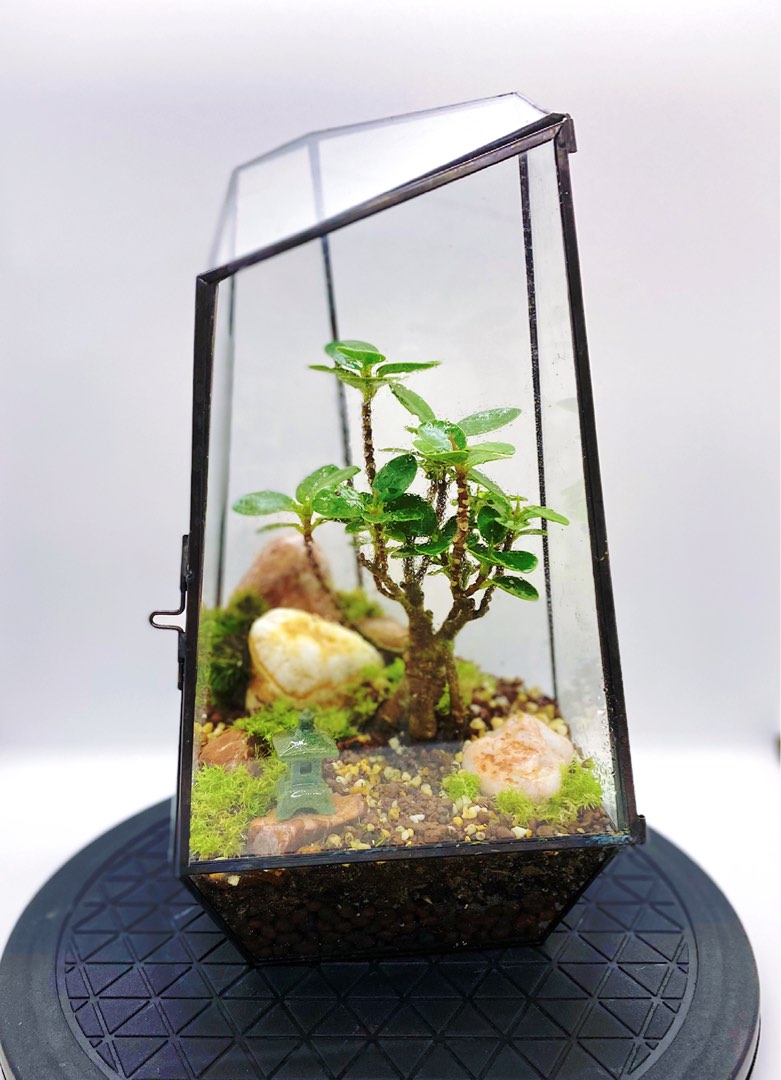 Geometric Bonsai terrarium, Furniture & Home Living, Gardening, Plants