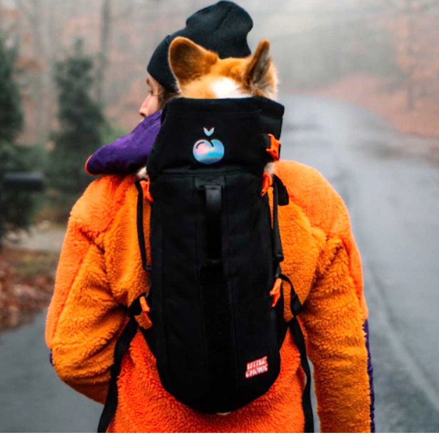 LITTLE CHONK MAXINE ONE, Pet Supplies, Homes & Other Pet Accessories on