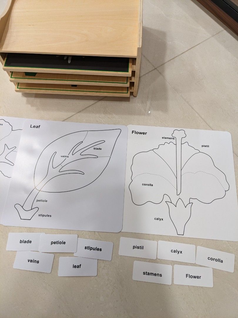 Montessori Cultural Botany Wooden Puzzle & activity set, Hobbies & Toys