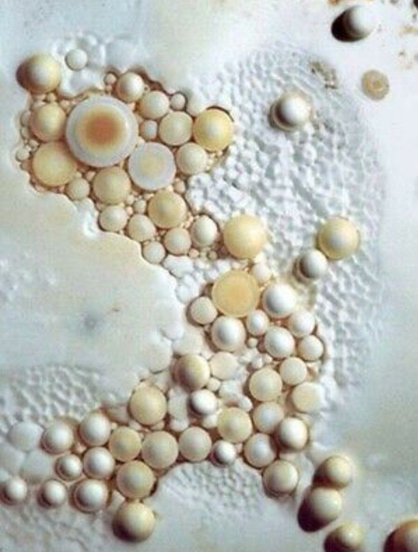 White pearl sale stone price