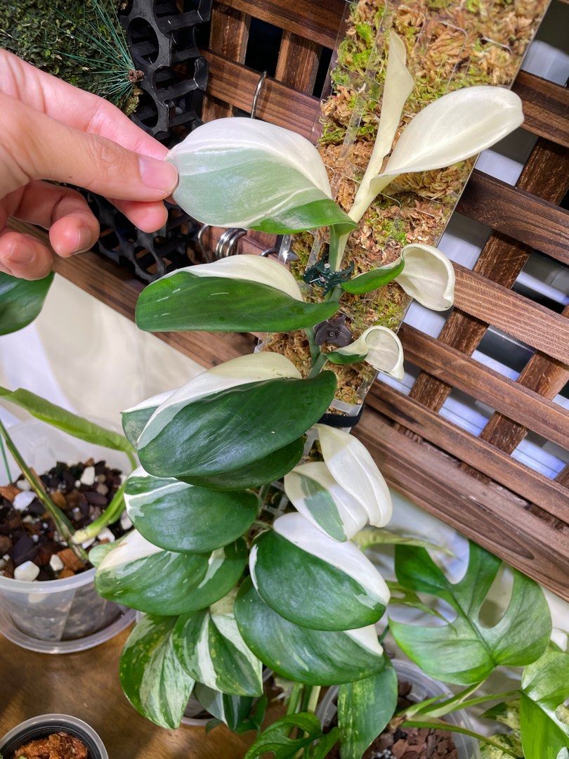 Scindapsus Treubii Moonlight Albo Variegata, Furniture & Home Living,  Gardening, Plants & Seeds on Carousell
