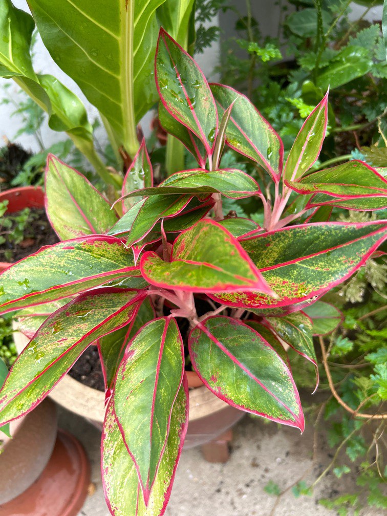 Aglaonema Red Furniture Home Living Gardening Plants Seeds On Carousell