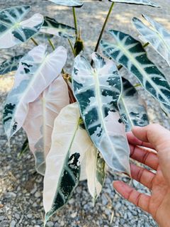 (Category: ) located in . Submitted by pompipiplants (Listing ID 1207306173, Image 1). Description: .