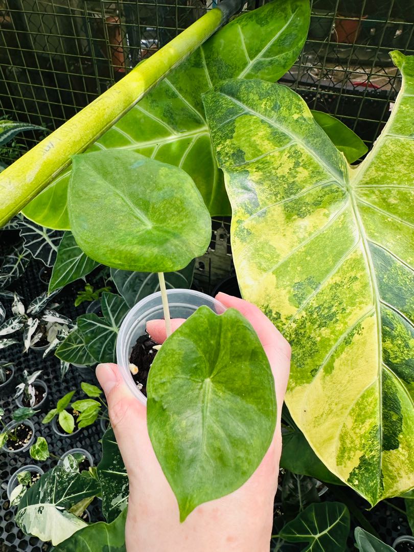 Alocasia Pink Dragon Aurea Variegated, Furniture & Home Living, Gardening, Plants & Seeds on
