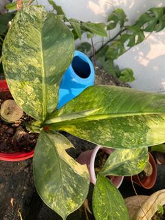 (Category: ) located in . Submitted by plantsnpetals (Listing ID 1207195736, Image 1). Description: .