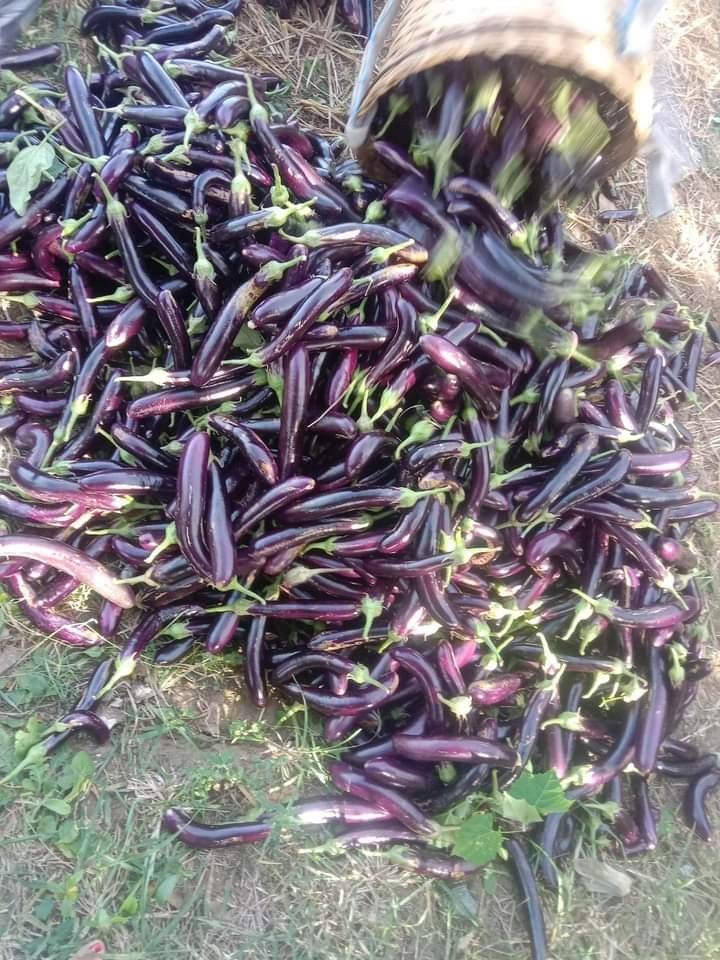 Eggplant/ Talong, Food & Drinks, Fr…