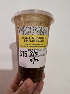 Feeder Wingless fruit flies melanogaster  fff