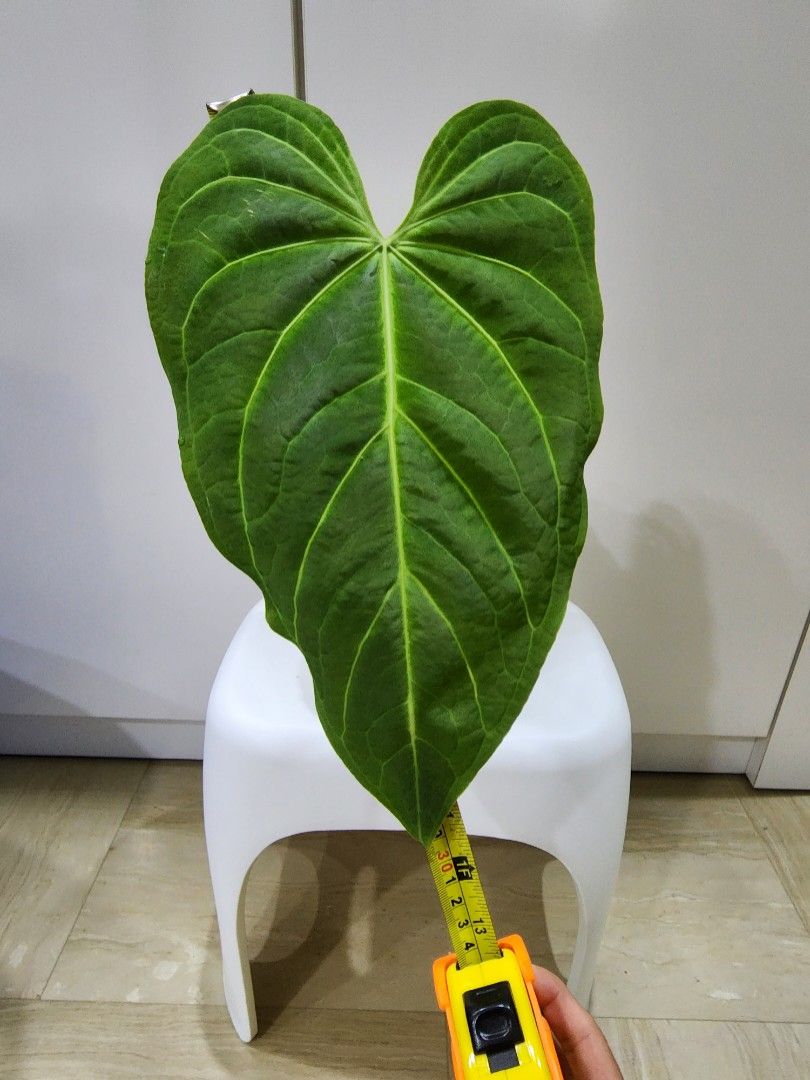 Anthurium magnificum hybrid 'Purple Frilly Mag' 🦄