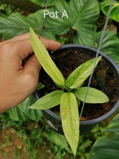 (Category: ) located in . Submitted by terraplants (Listing ID 1212369964, Image 1). Description: .