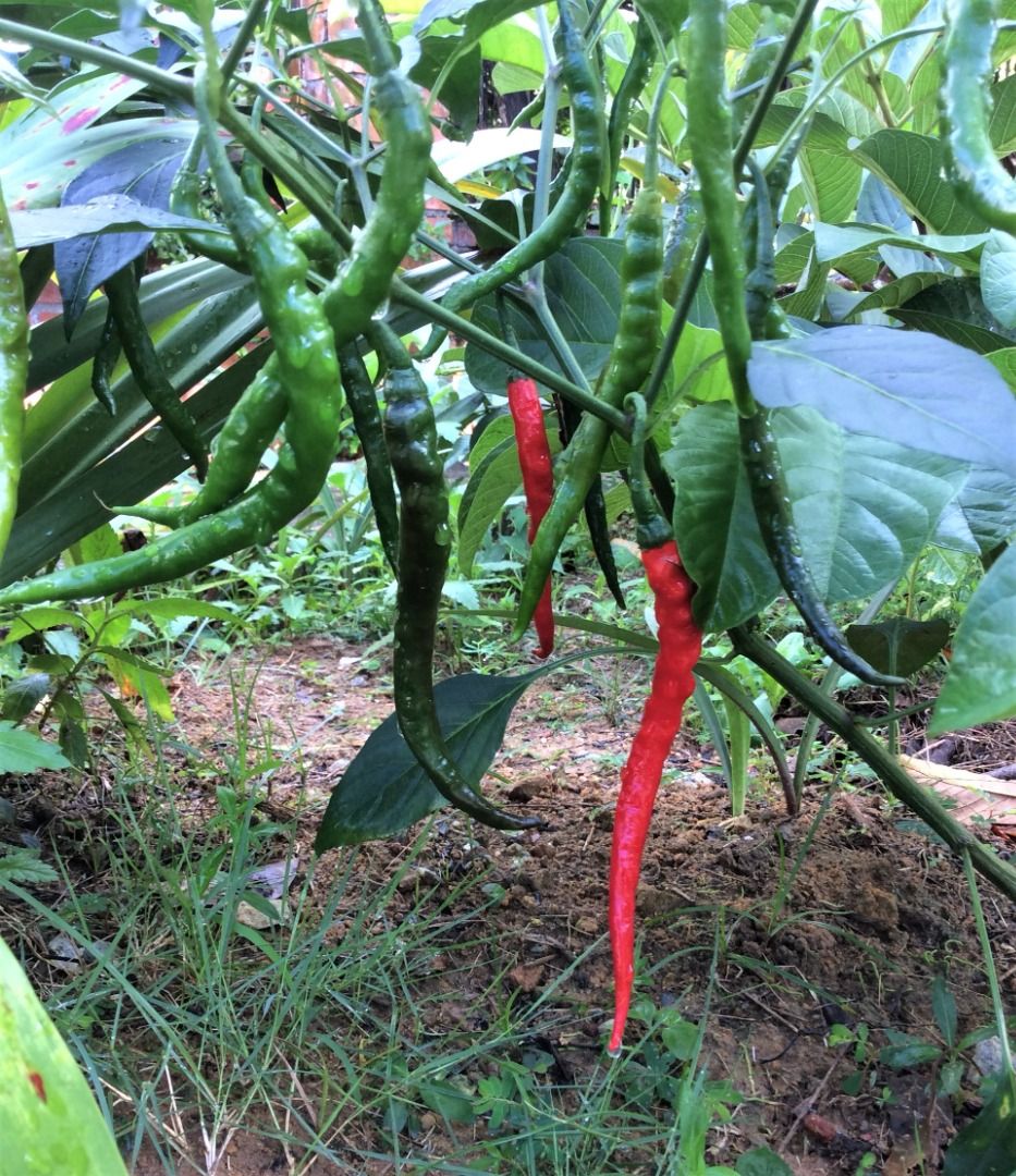 chili-plant-long-furniture-home-living-gardening-plants-seeds