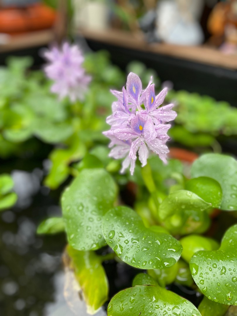 FREE water hyacinth, Pet Supplies, Homes & Other Pet Accessories on