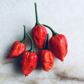Home grow Ghost pepper chilli seeds家庭种植魔鬼辣椒种子