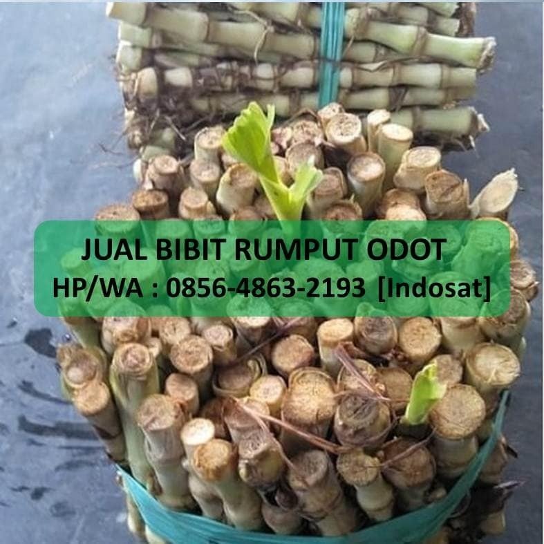 JUAL BIBIT RUMPUT ODOT, Perkebunan di Carousell