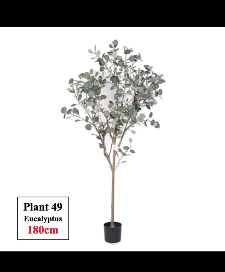 Large Artificial Eucalyptus Plant 180cm, Furniture & Home Living, Home
