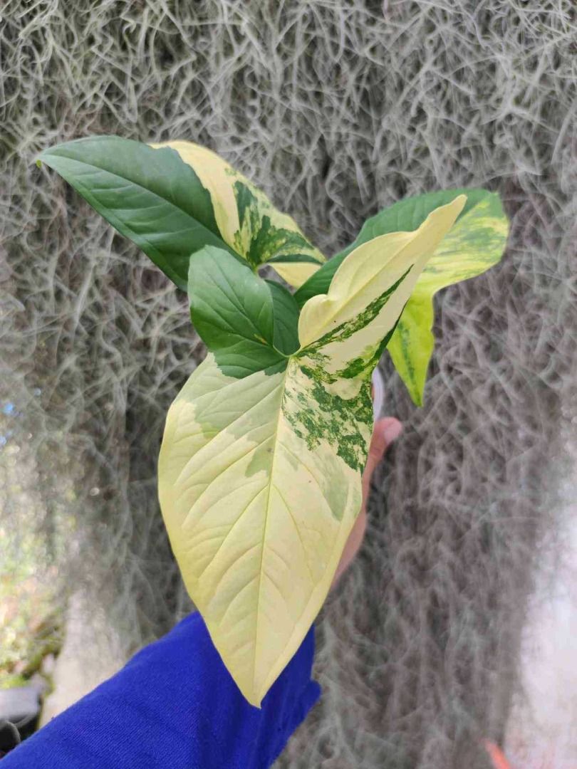 Syngonium VARIEGATED (52311), Furniture & Home Living, Gardening, Plants &  Seeds on Carousell