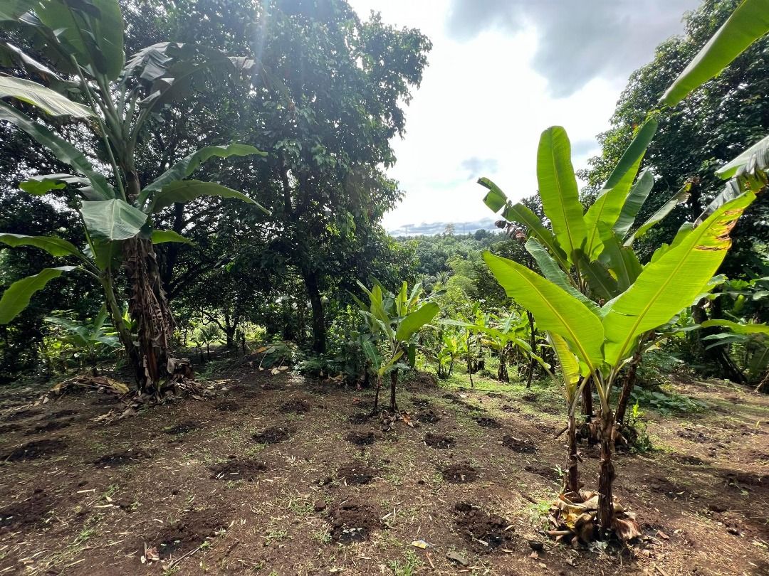 2.5 hectares farmland San Jose Del Monte Bulacan, Property, For Sale