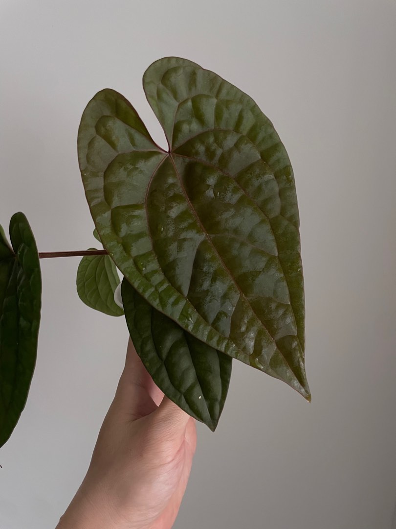 Anthurium aces of spades x luxurians aos x lux, Furniture & Home