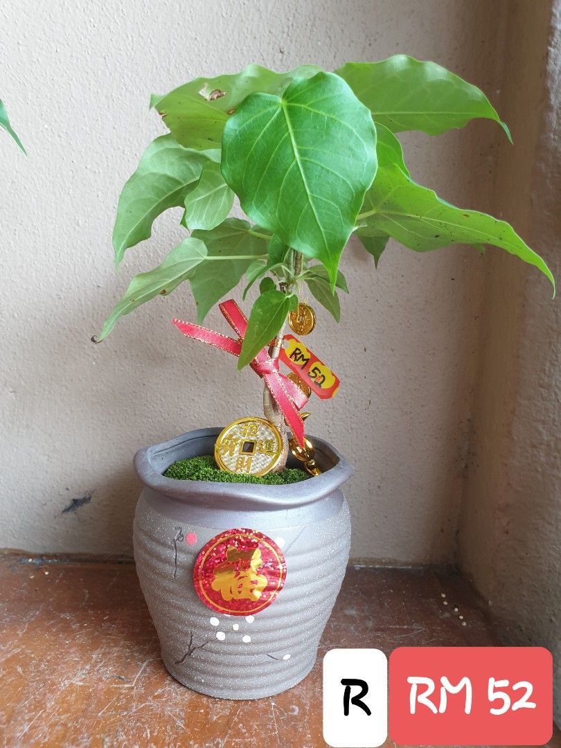 BODHI TREE, Furniture & Home Living, Gardening, Plants & Seeds on Carousell