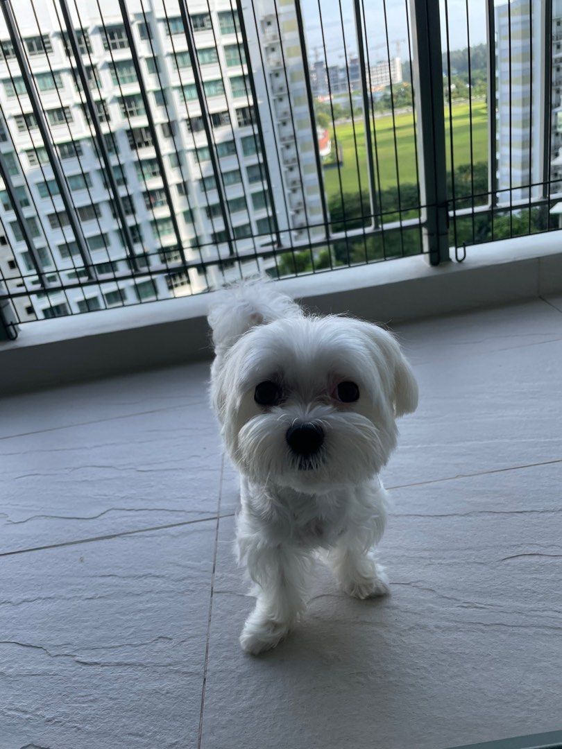Punggol Dog Boarding / Day Care / Transportation Starting from 25