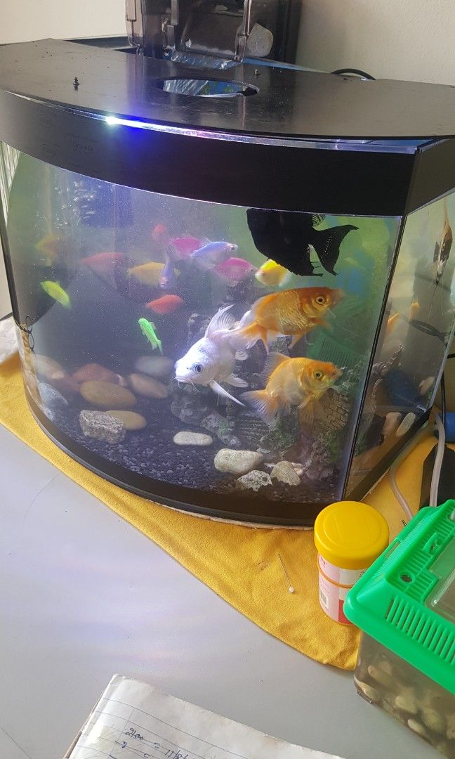 Terrarium Aquarium, Pet Supplies, Homes & Other Pet Accessories on