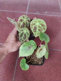 (Category: ) located in . Submitted by hendroprayogobegonia (Listing ID 1207416009, Image 1). Description: .