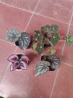 (Category: ) located in . Submitted by hendroprayogobegonia (Listing ID 1207416383, Image 1). Description: .