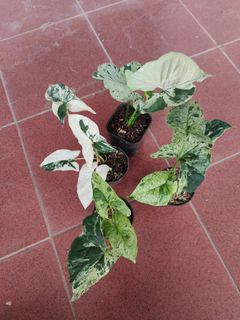 (Category: ) located in . Submitted by hendroprayogobegonia (Listing ID 1207414998, Image 1). Description: .
