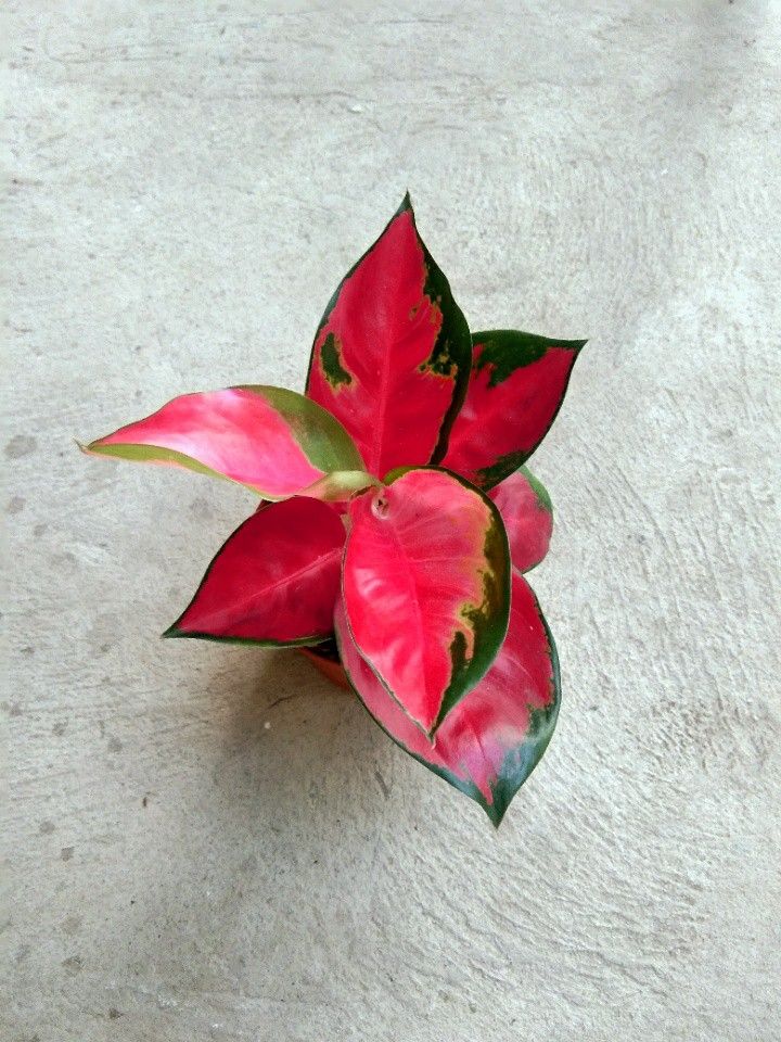Aglaonema Suksom Jaipong, Furniture & Home Living, Gardening, Plants