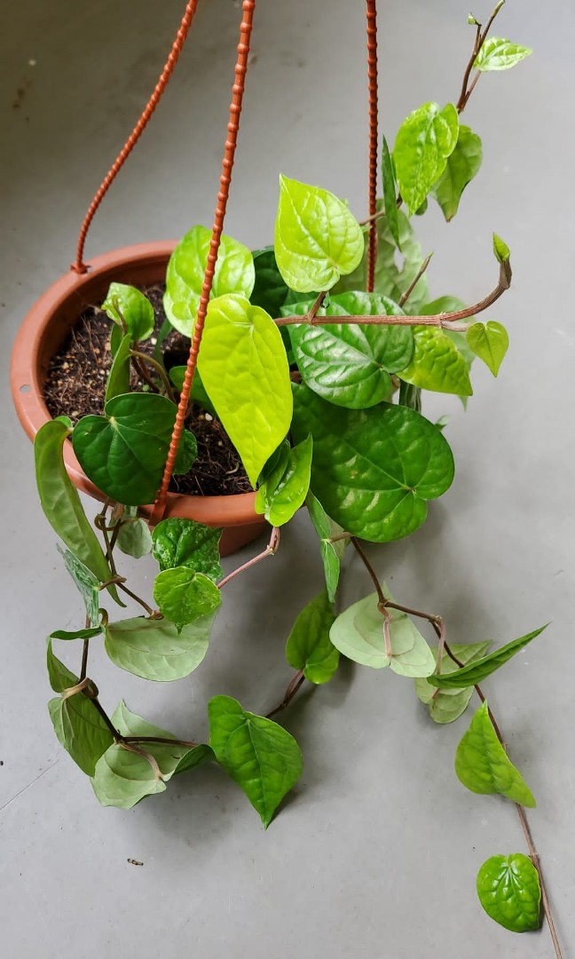 Betel Green Daun Sirih Herbs Medicine Hanging Plant Furniture And Home Living Gardening Plants 2502