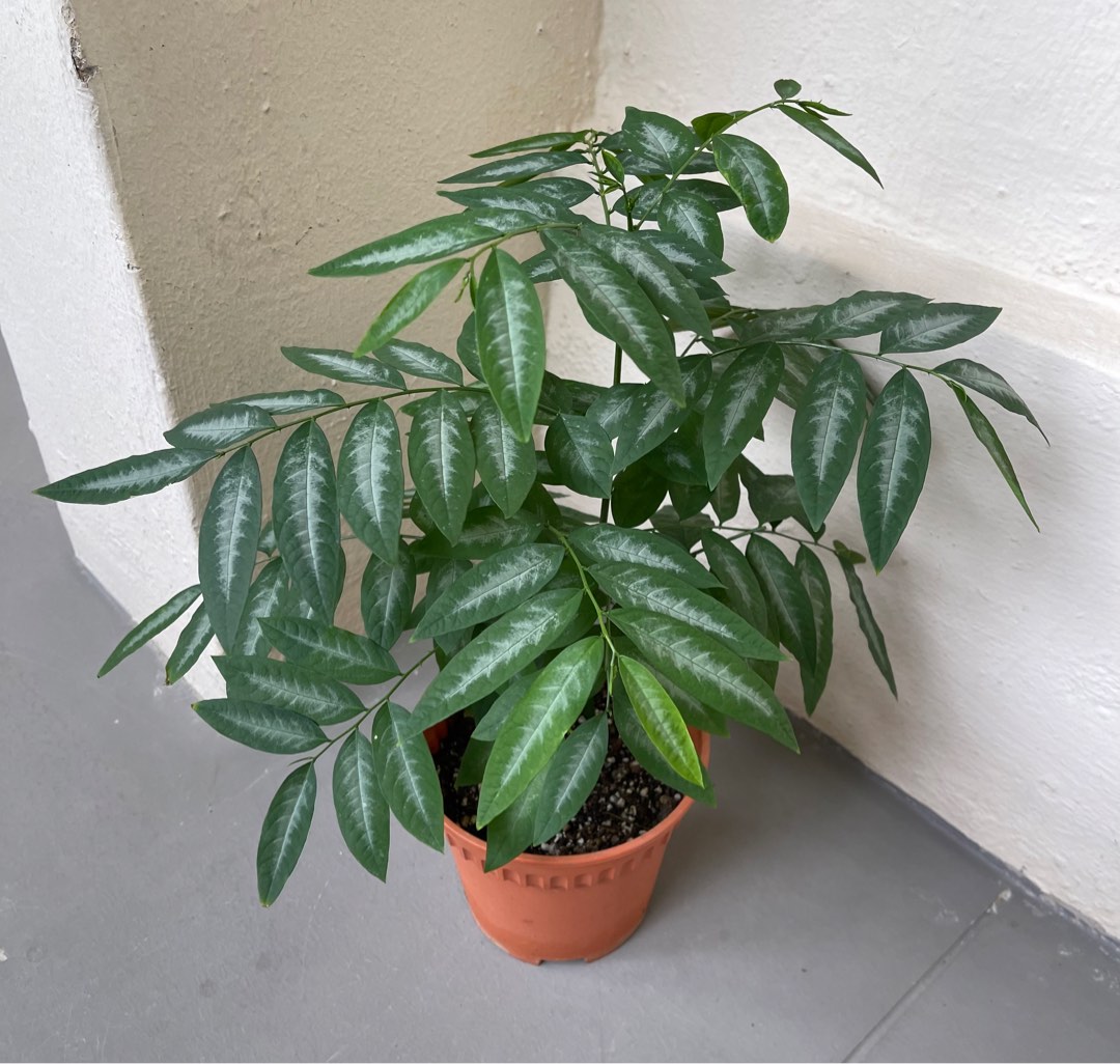 edible-plant-mani-cai-cekur-manis-pucuk-manis-furniture-home
