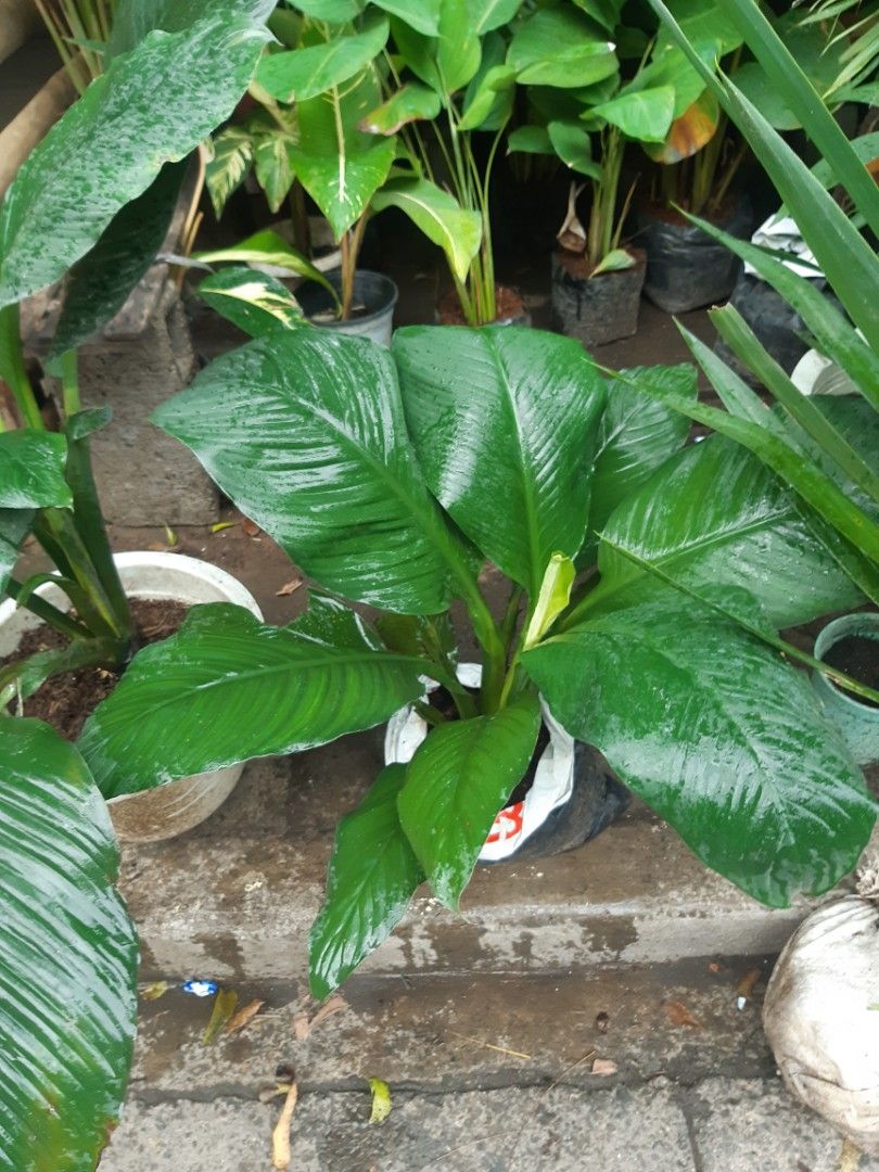 Giant sensation plant, Furniture & Home Living, Gardening, Plants