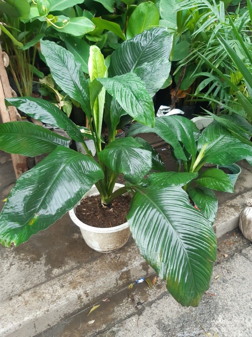 Giant sensation plant, Furniture & Home Living, Gardening, Plants