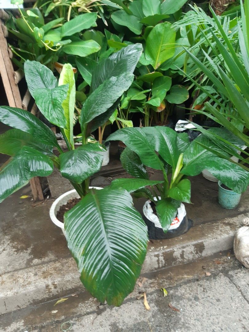 Giant sensation plant, Furniture & Home Living, Gardening, Plants