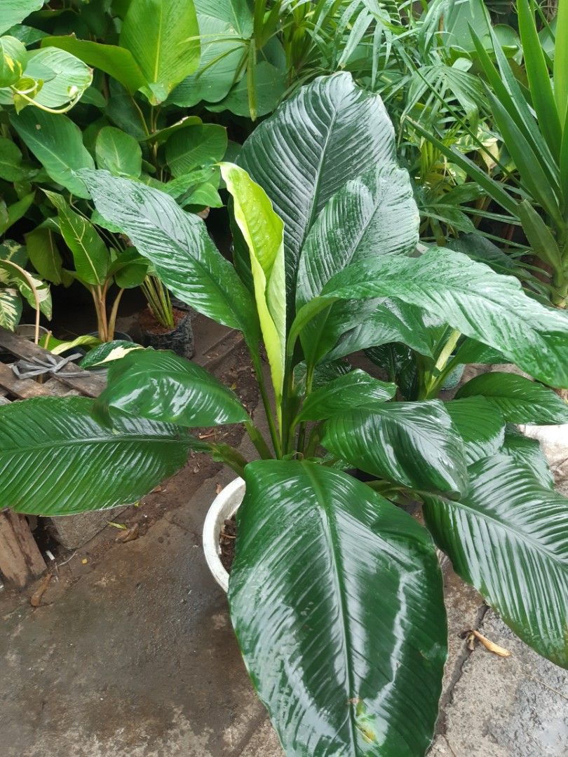 Giant sensation plant, Furniture & Home Living, Gardening, Plants