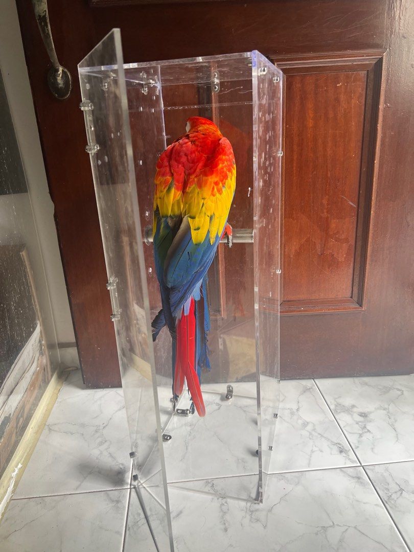 Macaw acrylic carrier