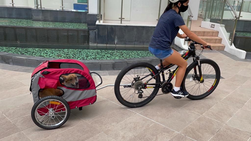 Petsafe happy ride pet hot sale bicycle trailer