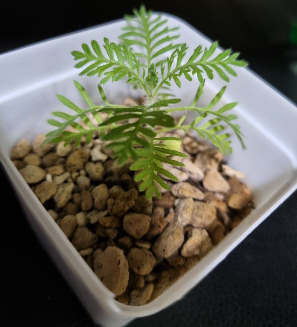 Spanish Eye Lavender plant, Furniture & Home Living, Gardening, Plants