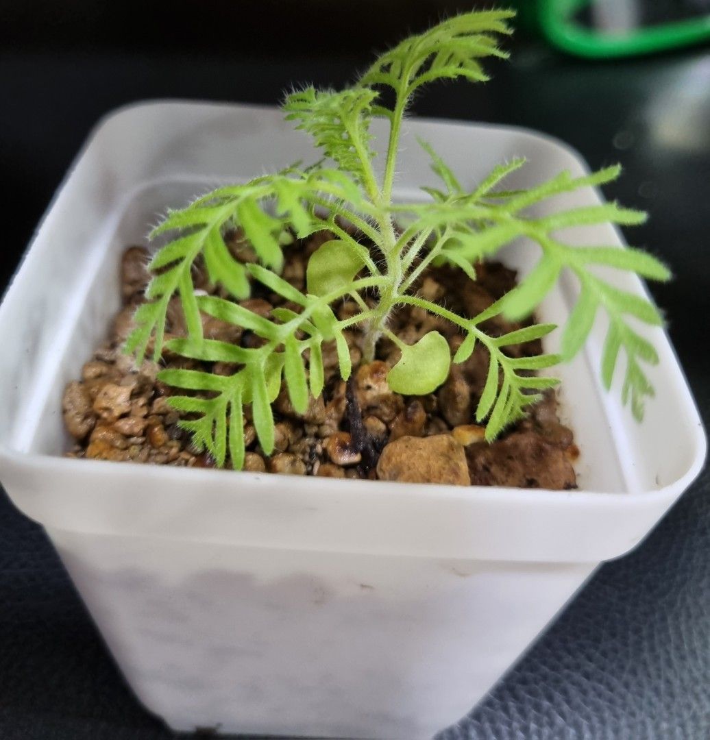 Spanish Eye Lavender plant, Furniture & Home Living, Gardening, Plants