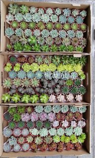Succulents