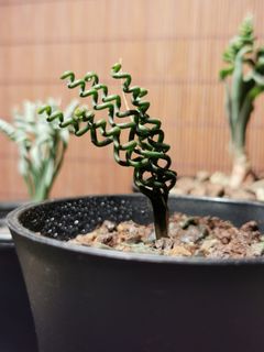 （分類：）位於 。 由 yoononooy 提交（商品編號 1207825636，圖片 1）。簡介： 。