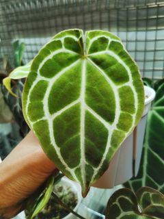 （分類：）位於 。 由 CPlants 提交（商品編號 1207672532，圖片 1）。簡介： 。