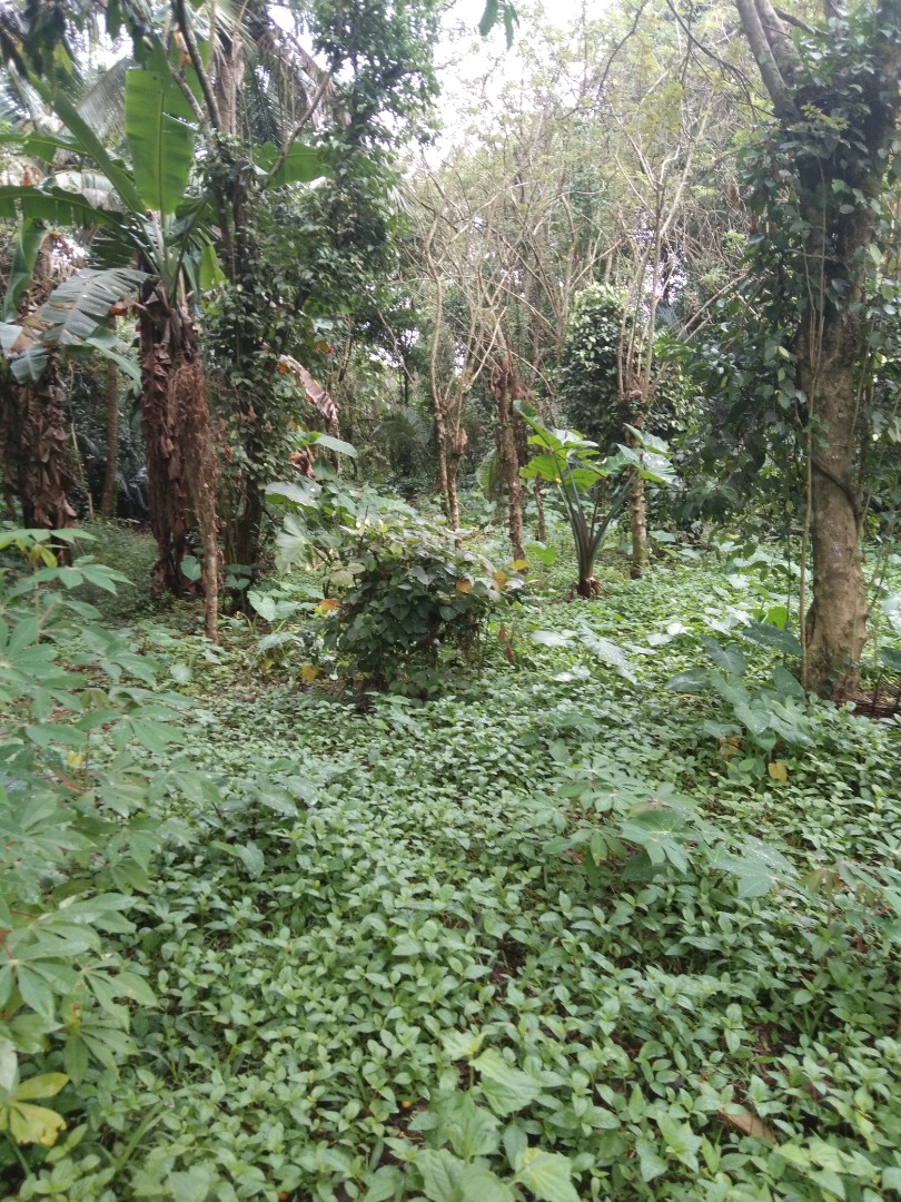 FARM LOT FOR SALE WITH FRUIT BEARINGS, Property, For Sale, Lot on Carousell